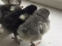 Chickens — foto 2