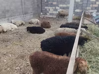 Sheep, Sheep — photo 7