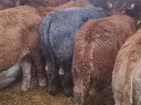 ІҚМ (топ, жынысы көрсетілмеген), Simmental cattle — 8-сурет
