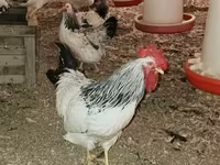 Chickens — 사진 3
