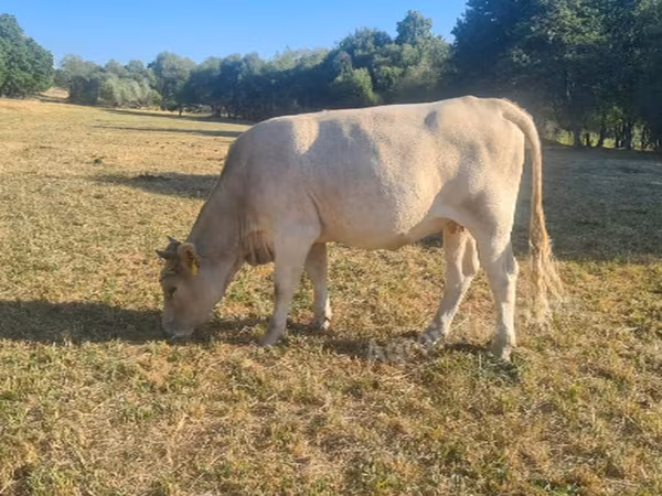 Крава, Simmental cattle