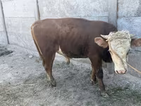 Dibi, Kazakh White-headed cow — sawirka 4