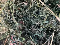 Lucerna Baloti Mari — foto 2