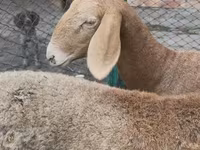 Pecora, Arashan sheep — foto 5