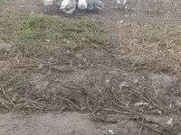 Geese — foto 2