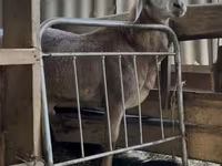 Berbec, Arashan sheep — foto 1