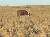 Býk, Swiss cattle — foto 8