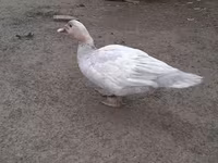 Ducks — foto 4