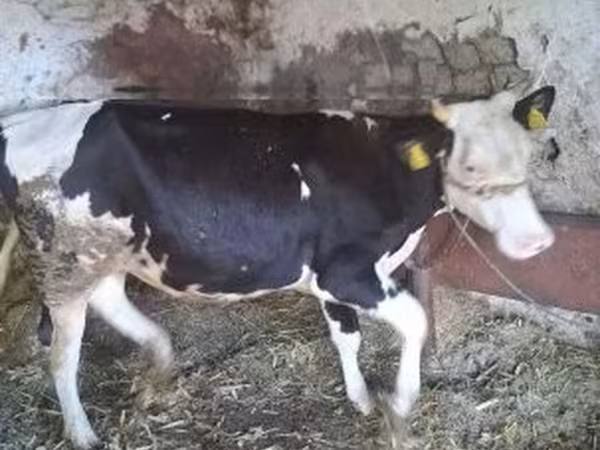 Koe, Russian Black pied cattle