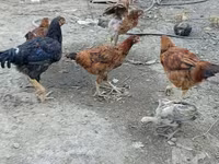 Chickens — 1-сурет