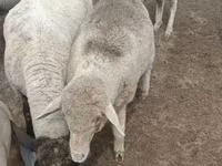 قوچ, Merino sheep — عکس 3