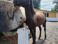 Faras, Horses — sawirka 1