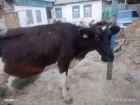 गाय, Russian Black pied cattle — फ़ोटो 3