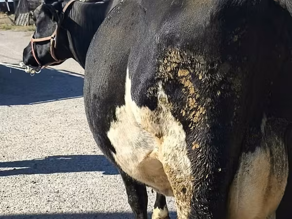 Kuh, Holstein-Rasse