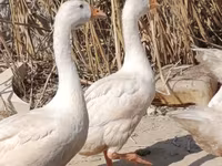 Geese — عکس 5
