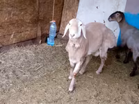 Ovce, Edilbay sheep — foto 7