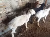 قوچ, Rhon sheep — عکس 2