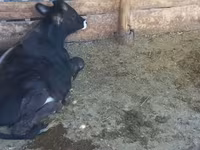 Ցուլ, Swiss cattle — լուսանկար 1