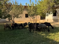 میش, گوسفند — عکس 4