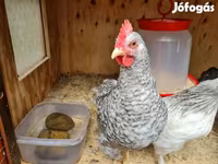 Japanski bantam — fotografija 3