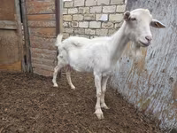 Koza, Saanen goat — foto 3