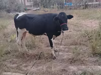 Bull, Russian Black pied cattle — photo 1