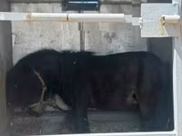 Kuda jantan, Horses — foto 2