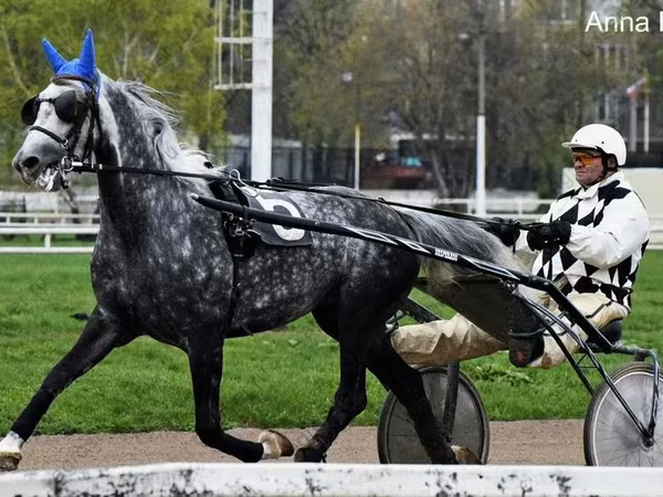 Kůň, Orlov Trotter