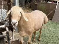 Montone, Rhon sheep — foto 2