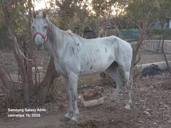 ม้าตัวเมีย, Anglo-Arabian