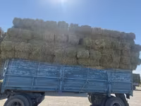 Клевер 3 укос 250 сом — foto 3