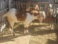 แพะตัวผู้, Kamori goats — รูปภาพ 4