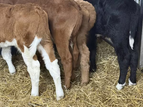 گاو و گوساله (گروه، جنسیت مشخص نشده), Simmental cattle