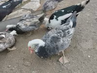Ducks — புகைப்படம் 2
