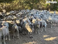भेड़, भेड़ — फ़ोटो 1