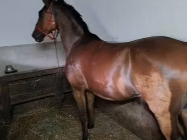 Cavallo, Hungarian horse breed