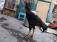Chickens — foto 1