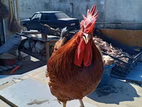 Chickens — foto 1