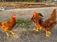 Chickens — 2-сурет