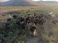 Turkeys — fotografija 3