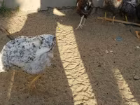 Chickens — foto 4
