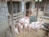 Schweine (Partie, Geschlecht nicht angegeben), Schweine — Foto 5