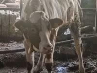 Krava, Russian Black pied cattle — fotografija 3