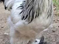 Brahma — foto 1