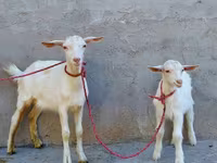 بز ماده, Saanen goat — عکس 2