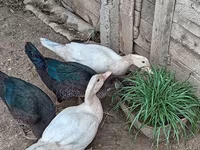 مسکوی خانگی — عکس 1