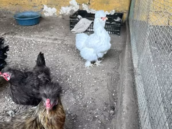 Silkie — Armenia