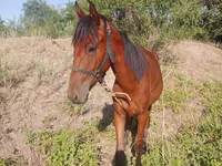 Atlar (parti, cinsiyet belirtilmedi), Atlar — foto 2