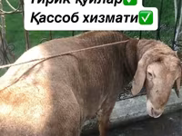 قوچ, گوسفند — عکس 2