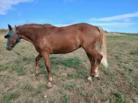 母马, Horses — 照片 2
